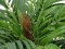 Areca Palme, Kunstpflanze, 140cm
