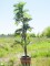 Parlor palm, artificial plant, 150cm