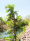 Parlor palm, artificial plant, 150cm