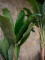 Banana tree, artificial plant, 120cm