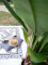 Banana tree, artificial plant, 120cm