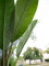Banana tree, artificial plant, 120cm