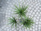 Yucca Palme, Kunstpflanze, 130cm