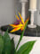 Bird-of-paradise flower, artificial plant, 90cm