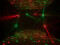 LED B-40 Laser Strahleneffekt
