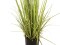 Evergreen shrub with grass, artificial plant, 182cm