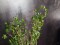 Evergreen shrub with grass, artificial plant, 182cm