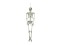 Halloween Skeleton, 150 cm