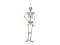 Halloween Skeleton, 150 cm