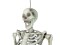 Halloween Skeleton, 150 cm