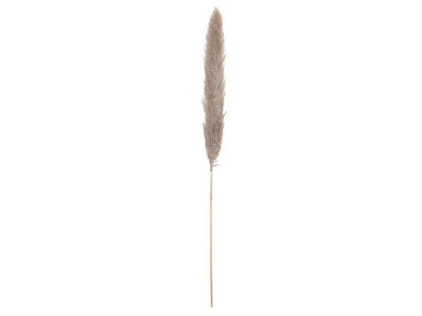 Pampasgras Zweig, getrocknet, natur, 137cm