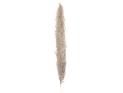 Pampasgras Zweig, getrocknet, natur, 137cm