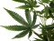 Cannabis-plant,textile, 150cm