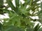 Cannabis-plant,textile, 150cm