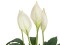 Lily Peace, artificial plant, 49cm
