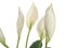 Lily Peace, artificial plant, 49cm