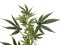Cannabis-spra, textile, 90cm