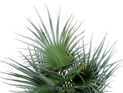 Fächerpalme, Kunstpflanze, 55cm