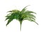 Boston Fern, artificial plant,53cm