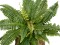 Boston Fern, artificial plant,53cm