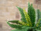 Boston Fern, artificial plant,53cm