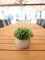 Table plants in pots, artificial plant, Set of 3