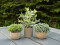 Table plants in pots, artificial plant, Set of 3