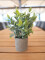 Table plants in pots, artificial plant, Set of 3