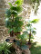 Fan palm, artificial plant, 130cm