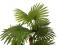 Fan palm, artificial plant, 130cm