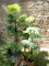 Fan palm, artificial plant, 130cm