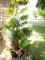 Fan palm, artificial plant, 130cm