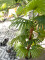 Fan palm, artificial plant, 130cm