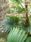 Fan palm, artificial plant, 130cm