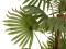 Fan palm, artificial plant, 165cm