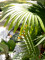 Fan palm, artificial plant, 165cm