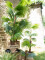 Fan palm, artificial plant, 165cm