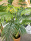 Areca palm, 2 trunks, artificial plant, 120cm