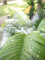 Areca palm, 2 trunks, artificial plant, 120cm