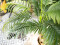 Areca palm, 2 trunks, artificial plant, 120cm