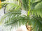 Areca palm, 2 trunks, artificial plant, 120cm