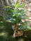 Areca palm, 2 trunks, artificial plant, 120cm