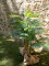 Areca palm, 2 trunks, artificial plant, 120cm