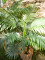 Areca palm, 2 trunks, artificial plant, 120cm