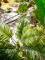 Areca palm, 2 trunks, artificial plant, 120cm