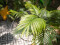 Areca palm, 2 trunks, artificial plant, 120cm