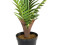 Areca Palme, Kunstpflanze, 180cm