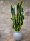 Snake Tongue (EVA), artificial, green-yellow, 60cm