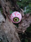 Halloween Augäpfel, 5cm Ø, 4x