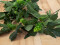 Hop Garland, artificial, 170cm